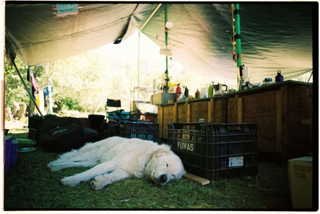 Dog Camping Gear
