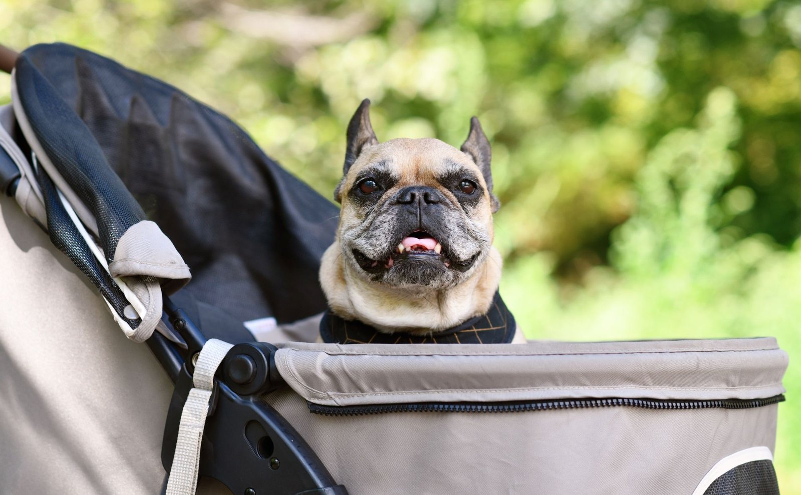 Dog Stroller for Large Dogs