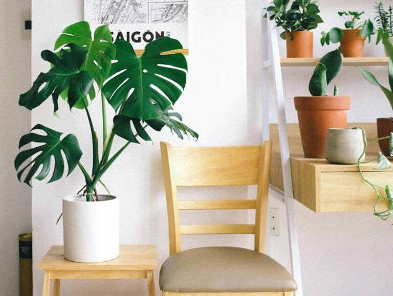 Best Indoor Plants